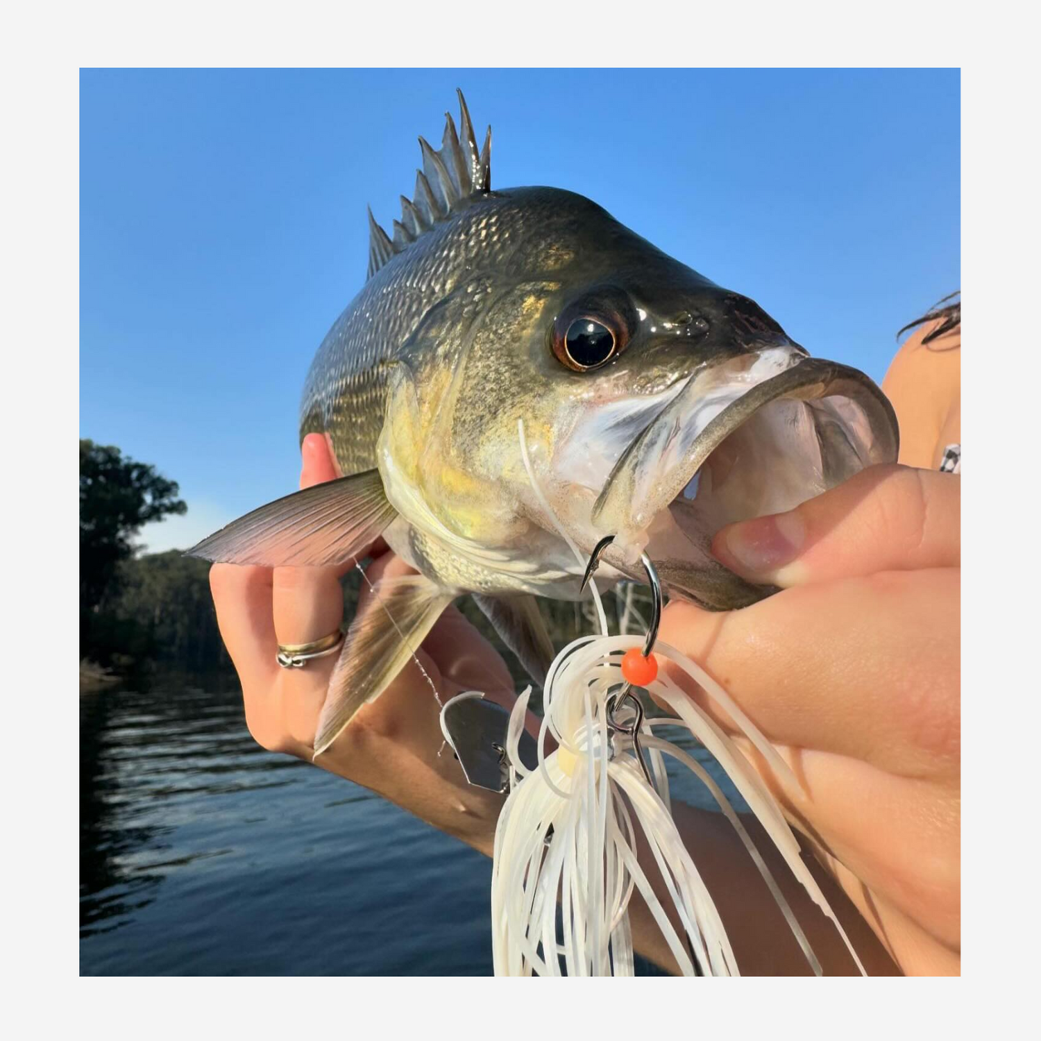 Australian Bass