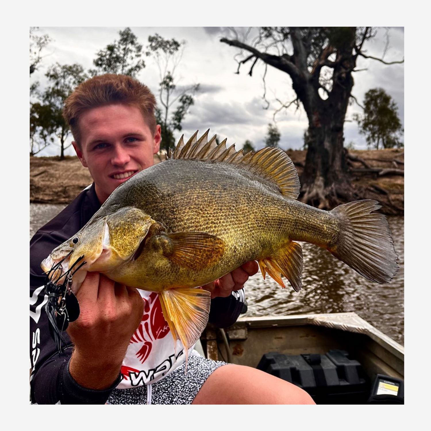 Golden Perch